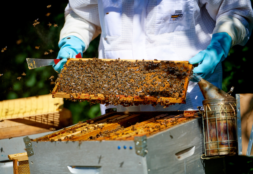 apiculture-2