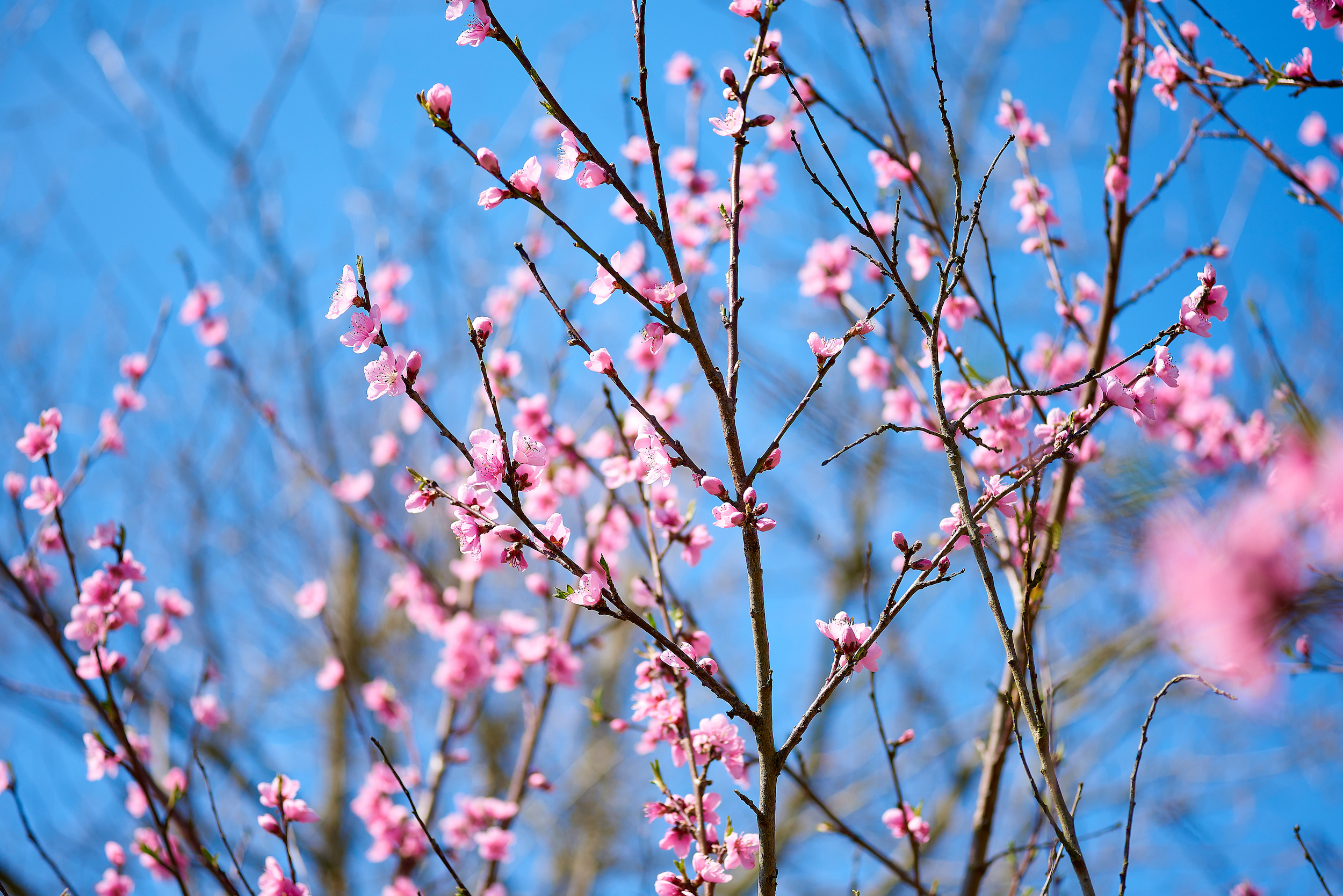 apochrom - fleurs de cerisiers