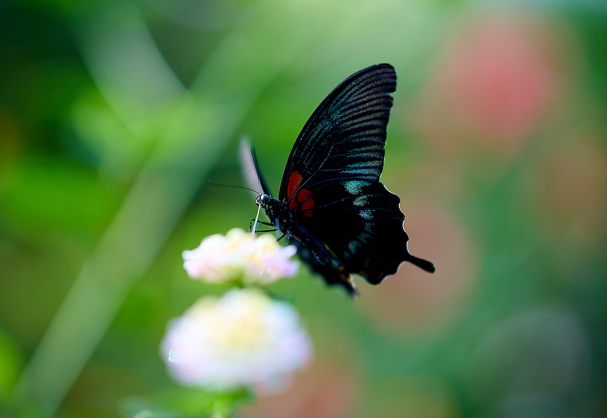 Papilio memnon heronus